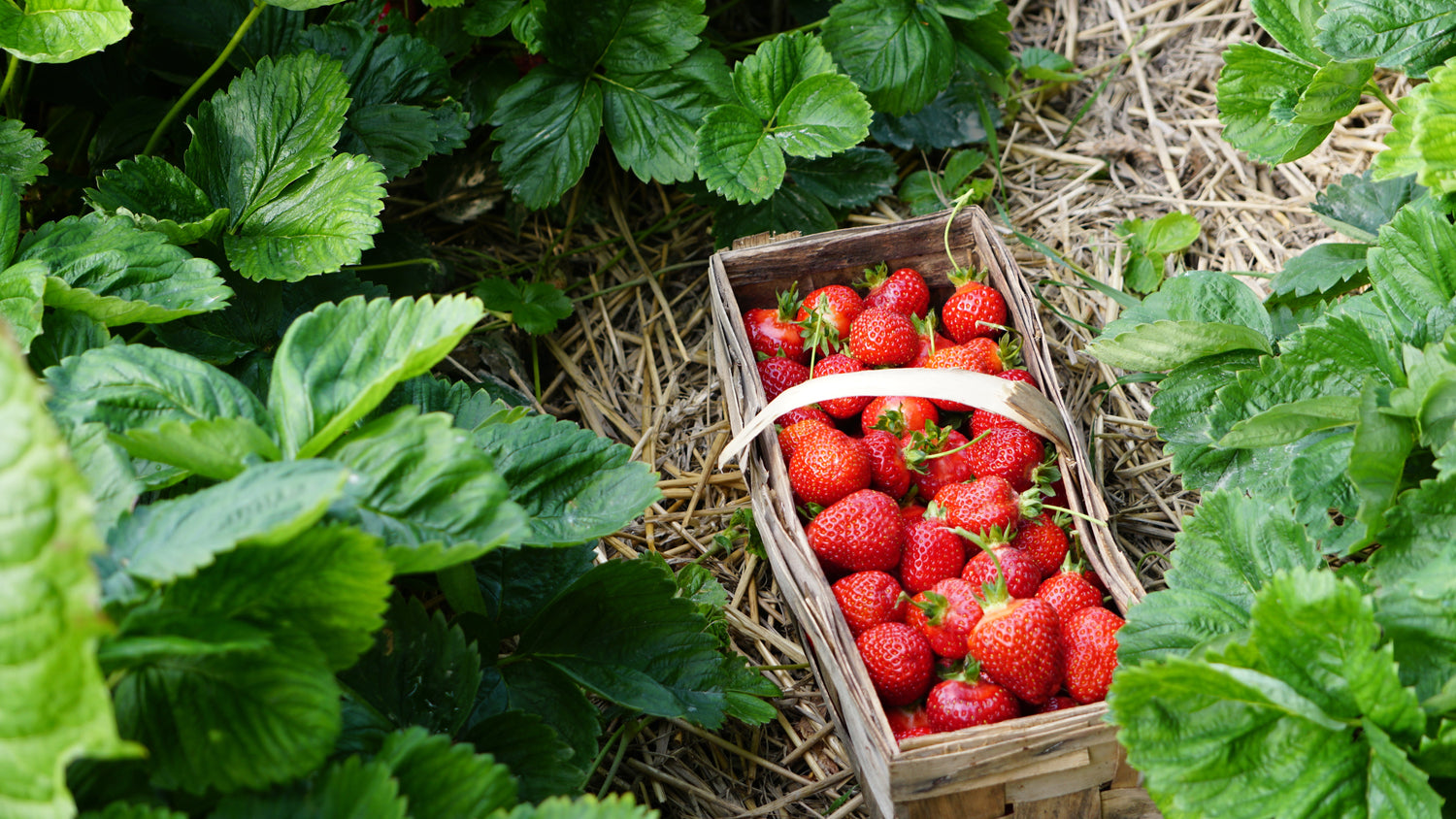 Erdbeeren