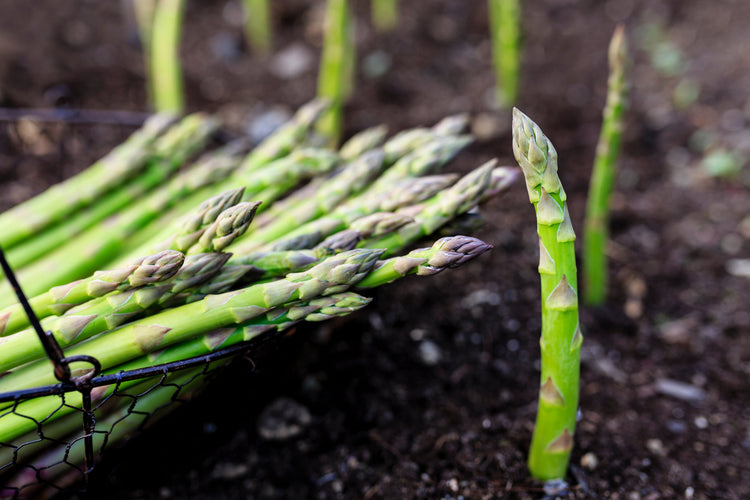 Spargel